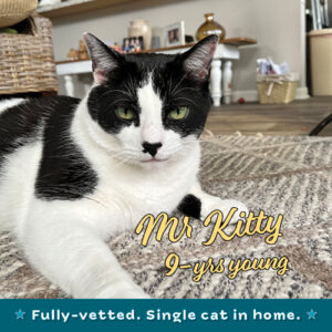 MrKitty